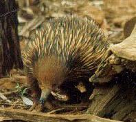 echidna